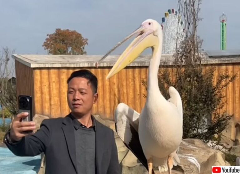 ペリカンとツーショット写真を撮ろうとした男性に訪れた悲劇はこの後すぐ！