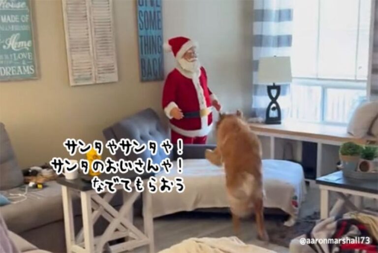 サンタさん来た！ほとばしる情熱でなでてもらいにいくゴールデンレトリバー犬