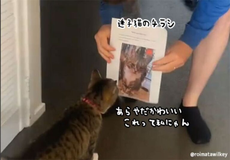どこかで見たことある猫が家に来た。なんと「迷子猫」の張り紙の子だった！