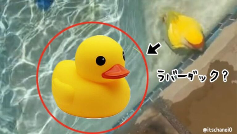 プールにおもちゃのアヒルが落ちてる？と思ったら本物の黄色い鳥だった！