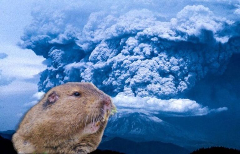 1日だけホリネズミを放ったところ、焼け野原だった噴火跡地が驚くべき回復を遂げる