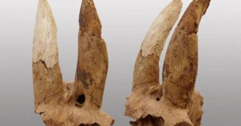 古代エジプトの埋葬地で紀元前3700年頃の改造された羊の頭蓋骨が発見される