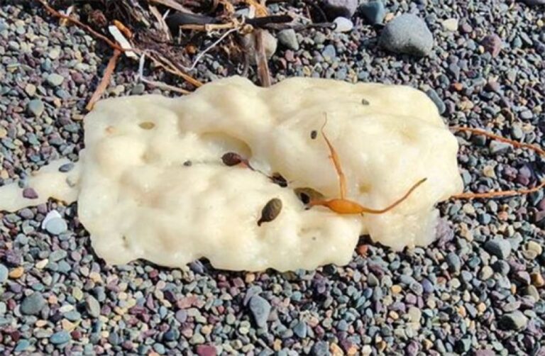 カナダの海岸に漂着した謎のぷにゅぷにゅ物体の正体が科学者の分析で明らかに