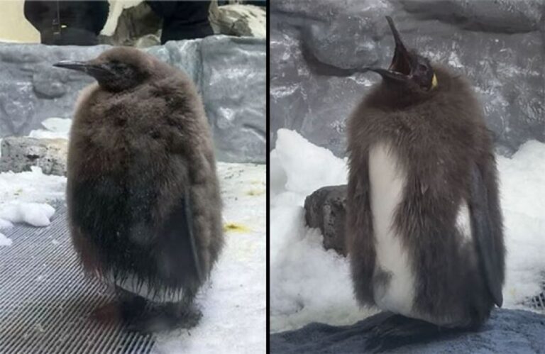 あのモフモフ巨大ペンギンの赤ちゃんが換羽中！その途中経過がなんともかわいい