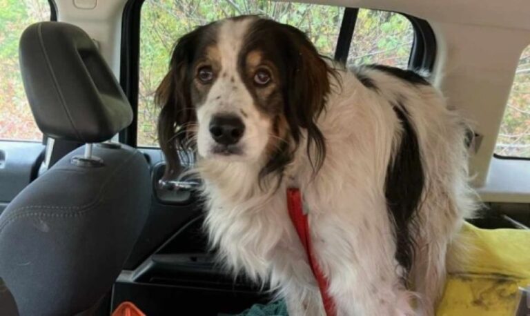 ケガして動けない高齢の飼い主を救うため保安官代理に助けを求めた保護犬