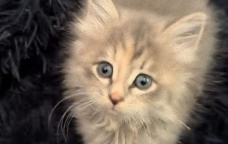 猫に興味のなかった女性の家の壁から5匹の猫がこんにゃちわ、猫に愛情が芽生える