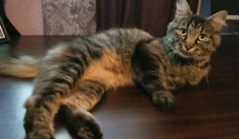 ボロボロの首輪をつけて現れた猫を保護、飼い主に連絡したところ衝撃の事実が発覚