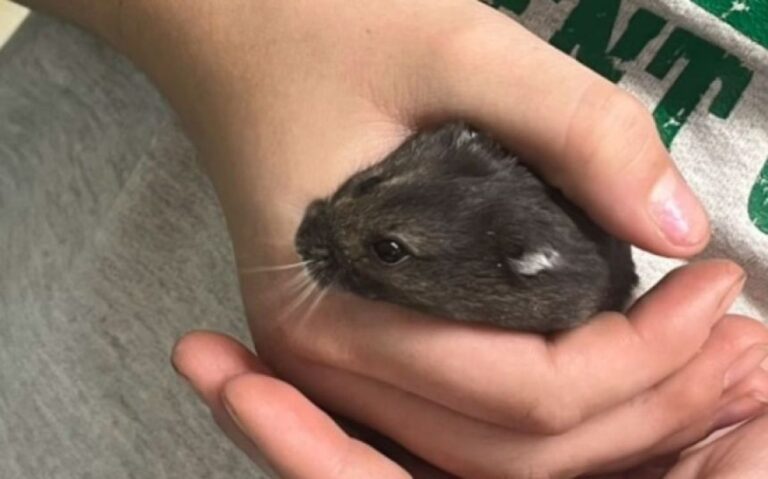 コロコロ走るよハムスター。教室から脱走し、プレイボールを転がしながら校内を大冒険