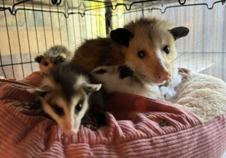 無償の愛にグっとくる。我が子を失った盲目のオポッサムが立派な代理母になるまでの物語