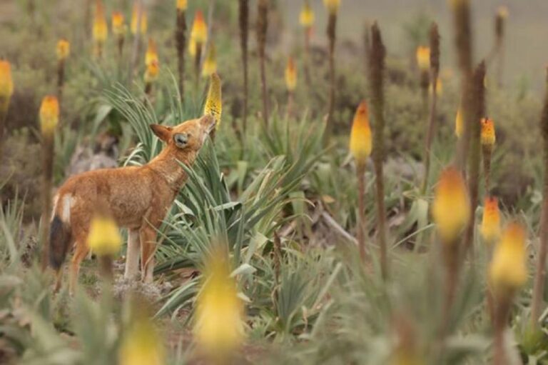 エチオピアのオオカミは花の蜜を舐めるのが好き。肉食動物と植物の不思議な関係
