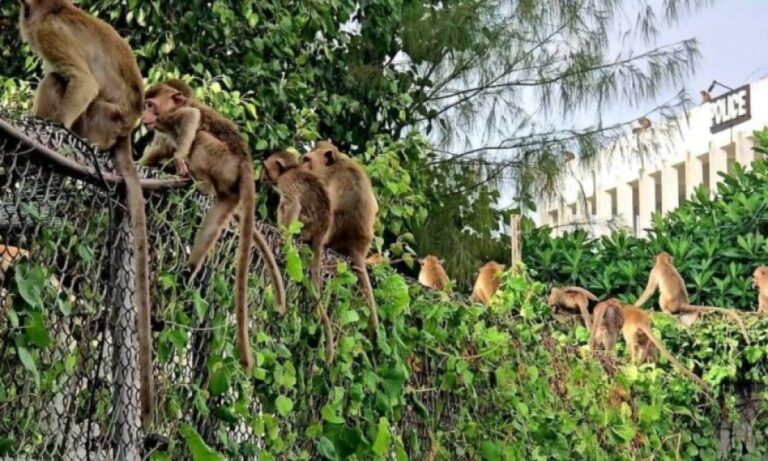はじまったのか？今度はタイでサルが200匹以上が脱走、警察署に突入