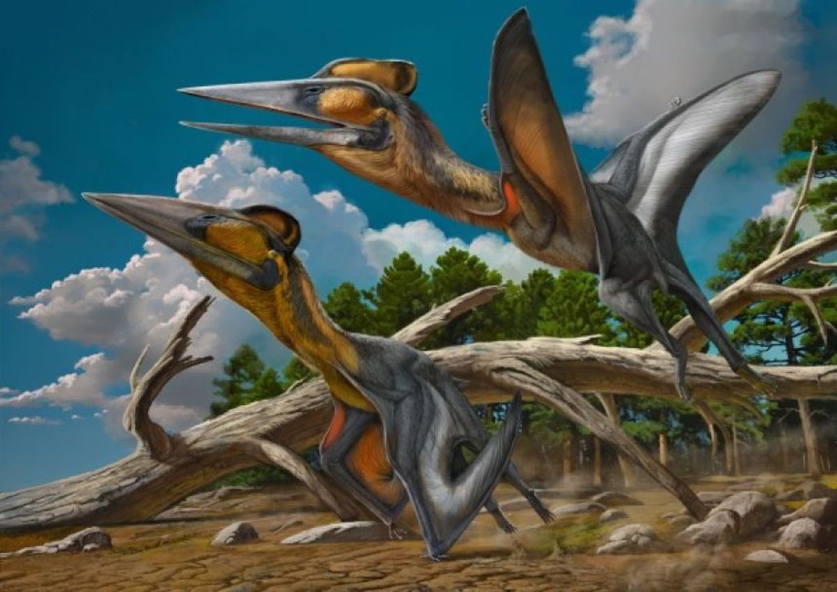 日本で発見され命名された最初の翼竜「ニッポノプテルス・ミフネンシス」