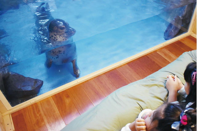 「アザラシと泊まれるコテージだってカワイイ！」 ⇒ 実際に止まったら想像を絶する地獄