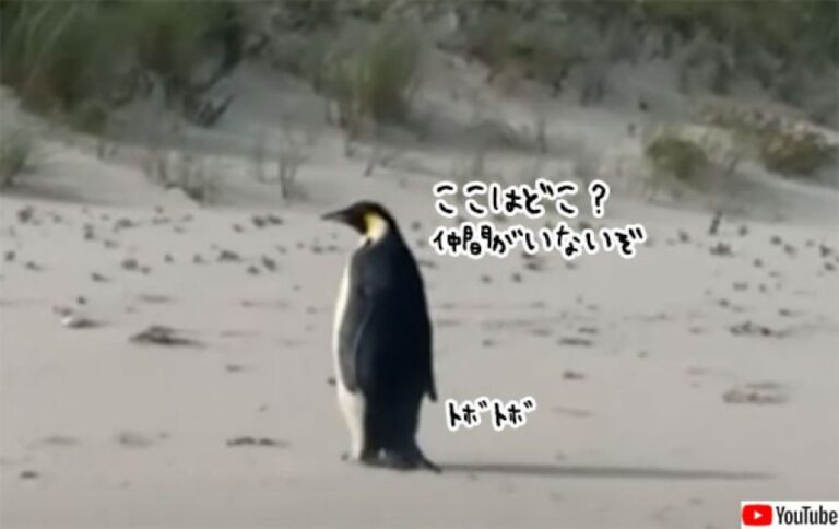 コウテイペンギンの大冒険。南極から数千キロ泳ぎオーストラリアまでたどり着く