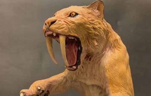 【画像】サーベルタイガーのミイラ、保存状態が極めて良好な状態でついに発見！真実の姿が明らかに！　→　思ってたのと違いすぎるｗｗｗｗｗ