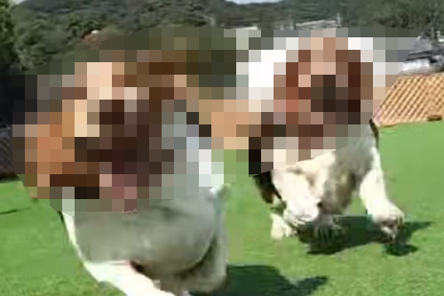 【画像】あまりにも写真映りが悪すぎるイッヌ、激写されるｗｗｗｗｗ