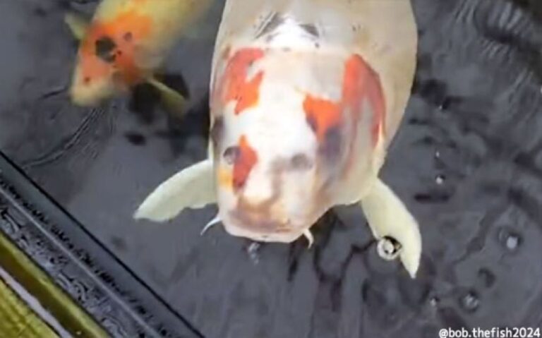 「シーマンを 忘れたころに 人面魚」英国で飼育されている鯉の顔があまりにもヒューマン