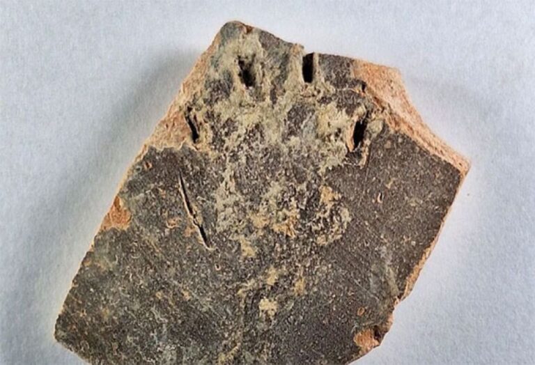 なんとも愛らしい！1200年前の猫がふみふみしていた足跡を発見