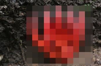 【注意】触れるだけでもヤバい毒キノコ「カエンダケ」、東京各所で相次ぎ見つかる！禍々しい見た目がこちら・・・