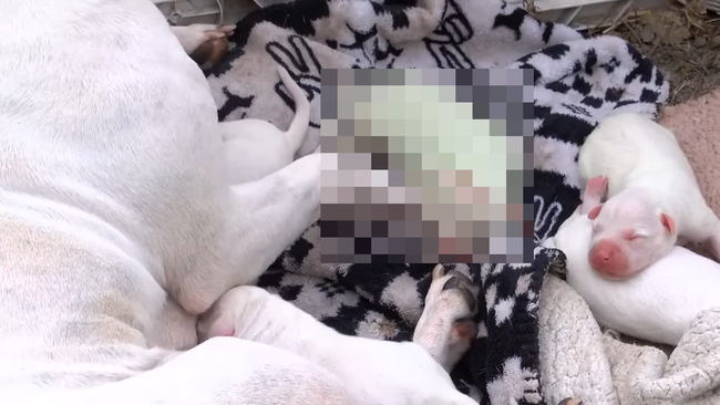 【！？】とある犬さん、とんでもない色の赤ちゃんを産んでしまうｗｗｗｗｗｗ