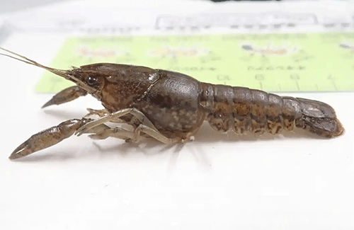 沖縄でクソやべぇ外来ザリガニが見つかる！！ 環境省「見つけたらすぐ通報して」