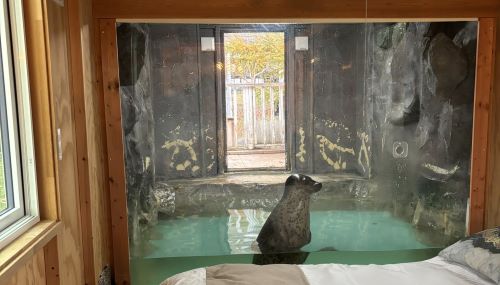 「アザラシと一緒に泊まれるコテージ来た！楽しみ！」→予期せぬ事態が巻き起こり動物の破天荒さを痛感することにｗｗｗｗｗ