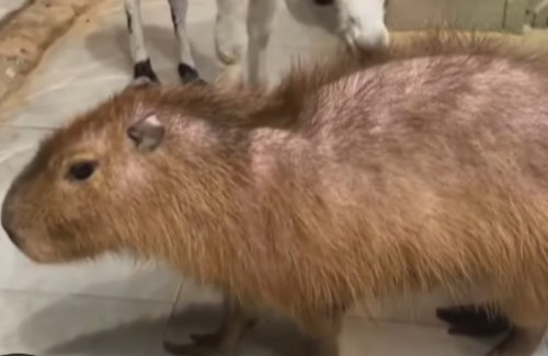 【悲報】カピバラさん、アルパカに毛を食べられ続け薄毛になってしまう・・・