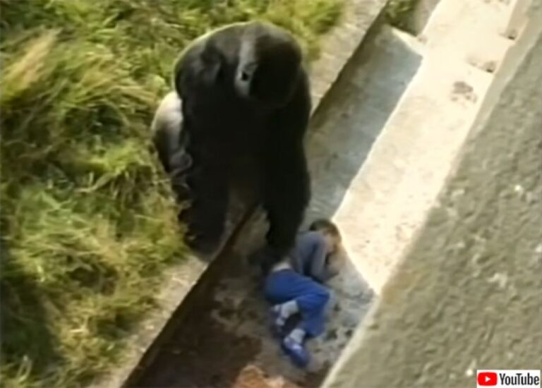 38年前、動物園の檻の中に落下し、ゴリラに助けられた5歳の少年の現在