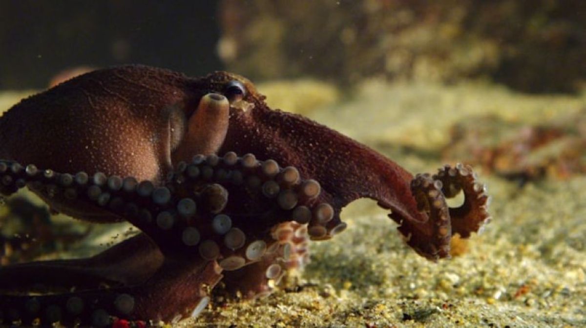 高い知能を持つタコの腕の秘密を解明するべく、詳細な3Dマップが作られる