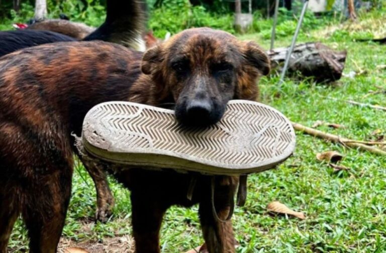 今日はこれ！家族に捨てられた犬のお世話していたら、毎日プレゼントを持ってくるように