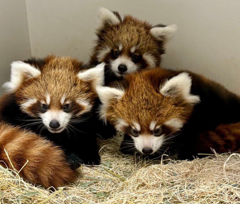 うれしいニュース。ネブラスカの動物園でレッドパンダの三つ子の赤ちゃんが誕生