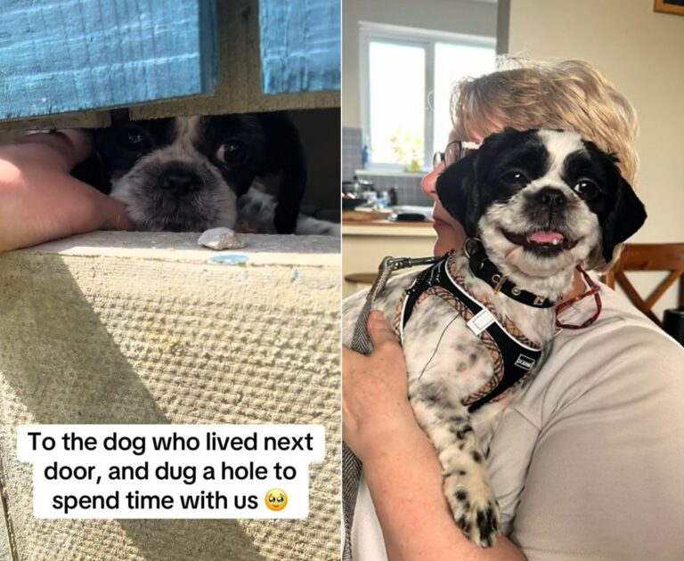 しょっちゅう会いに来ていた隣人の犬、飼い主が手放すと知り家族として受け入れる