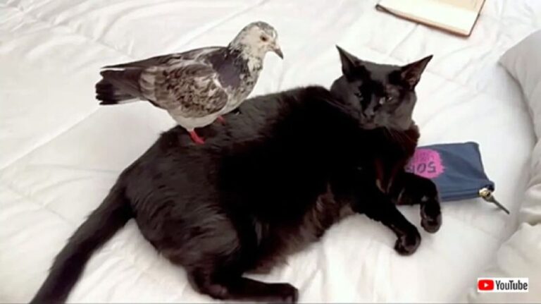 アパートでハトのヒナを発見。母親が見つかるまでベランダで保護したところ、猫と仲良しに