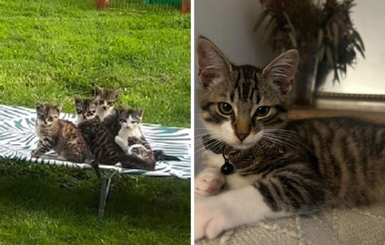 ウサギと暮らす一家が庭で4匹の子猫を発見。はじめて猫を迎えることに