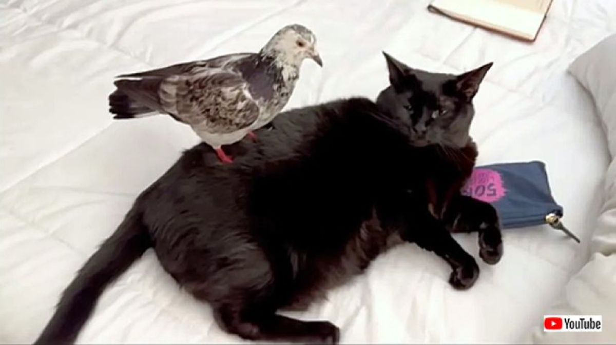 アパートでハトのヒナを発見。母親が見つかるまでベランダで保護したところ、猫と仲良しに
