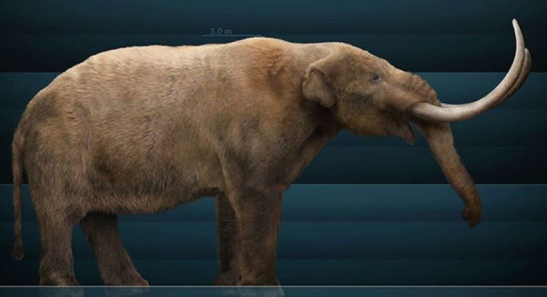 ニューヨークの民家の庭で1万1000年前に絶滅したマストドンの顎の化石が発見される