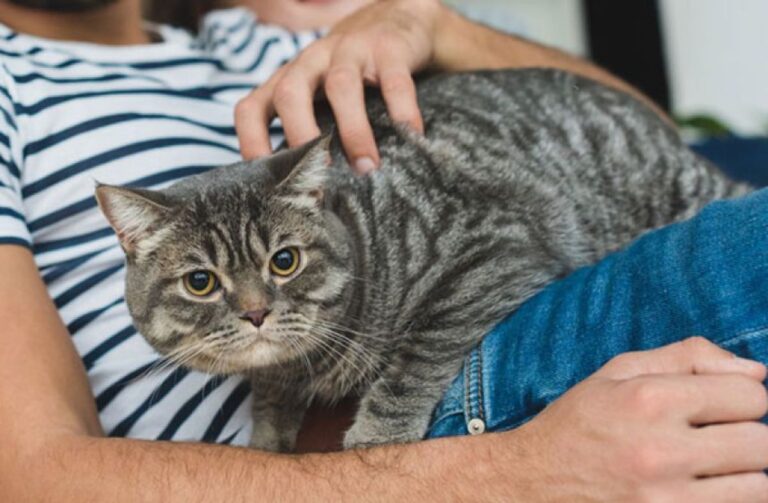 「私より猫を大事にしている！」という理由で妻が夫を訴える（インド）