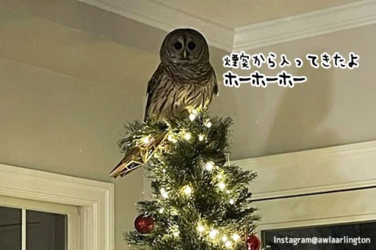 そのサンタはフクロウ！？煙突から入り込み、クリスマスツリーのてっぺんに鎮座