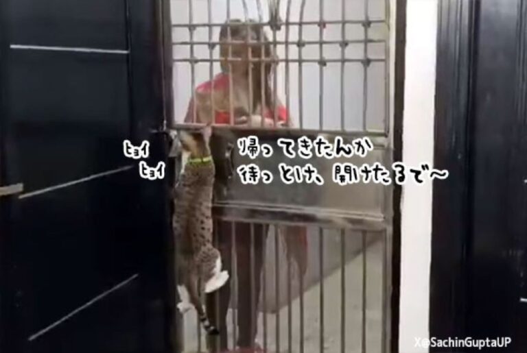 飼い主がお願いすると、ドアをヒョヒョイと開けてくれる猫