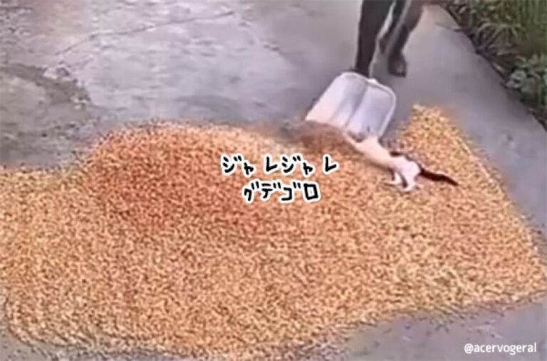 猫という生き物。邪魔なんだけど仕事は楽しくなるので結果オーライ？