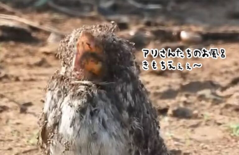 安心してください、「蟻浴」です。体中にアリを這わせ体をきれいにしてもらう鳥