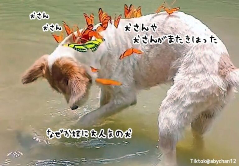 蝶に大人気の犬。散歩に出かけるたびに群れで体にひっついてくる