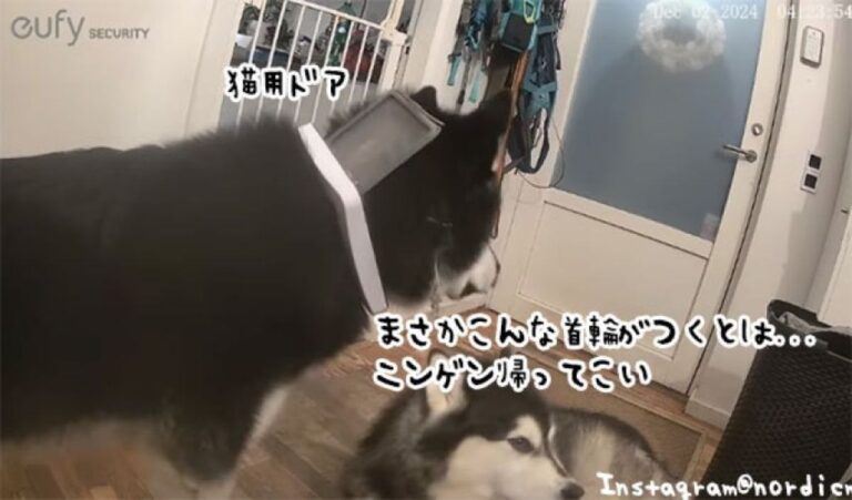 やらかしマラミュート、猫用ドアを通り抜けようとしたら首から抜けない！