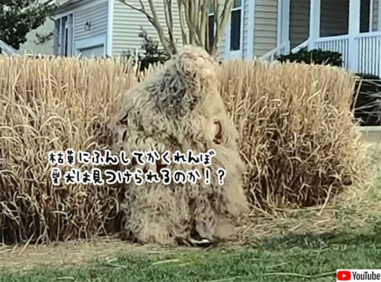 超本格的かくれんぼ。ギリースーツで隠れる飼い主、愛犬は見つけることができるのか？