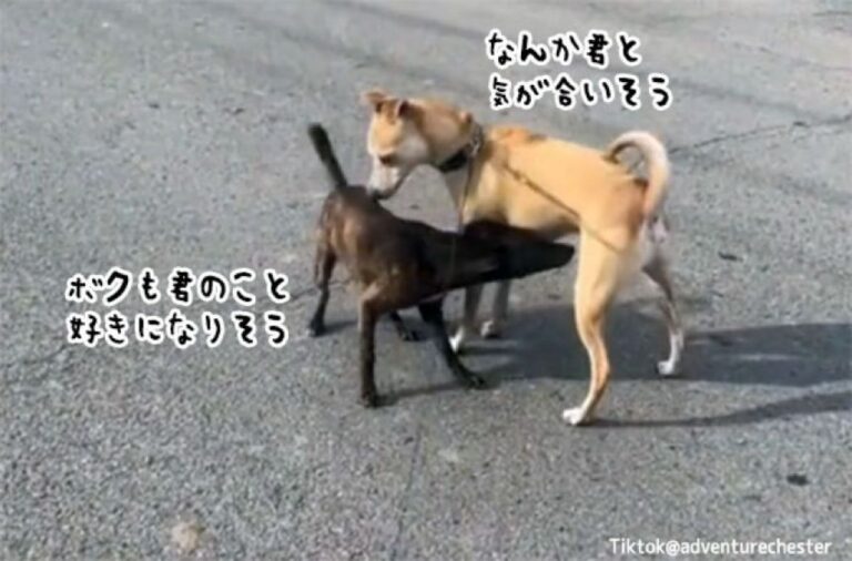 出張中、愛犬が野良犬と運命の出会い！意気投合し、そのまま永遠の家族に