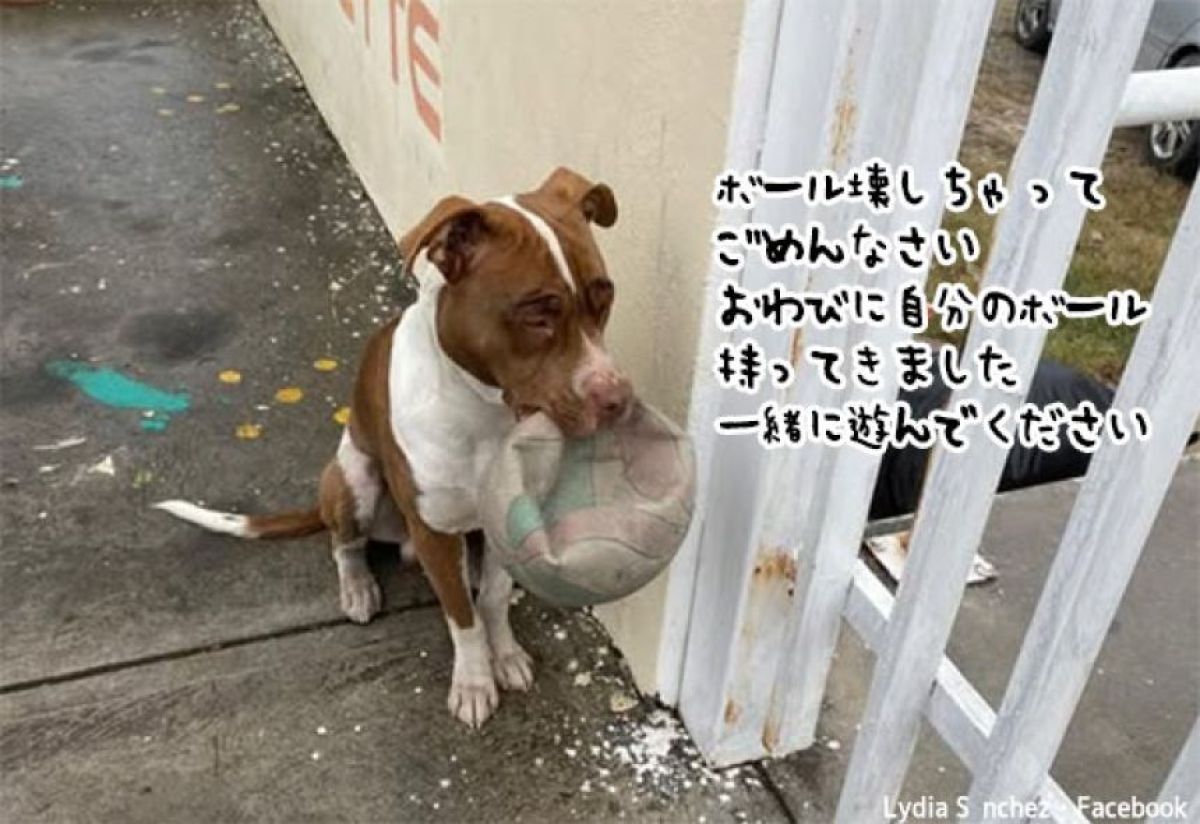 学校で遊ぶのが大好きな犬がボールを壊しすぎて出禁に、するとお詫びの品を持って現れた！