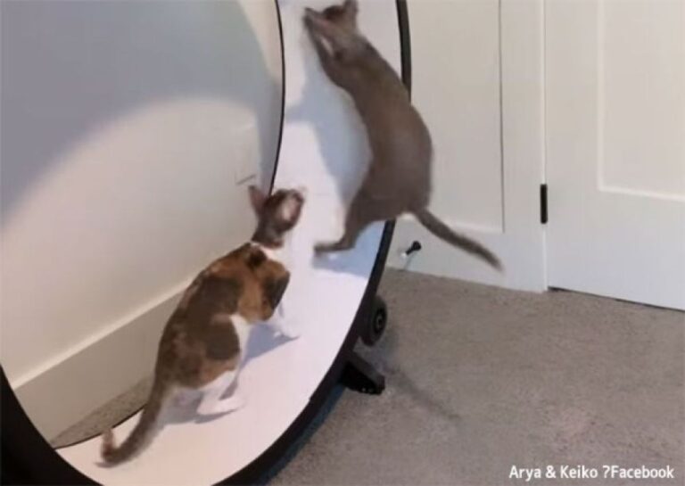 さすが破壊神ビルスのモデルになった猫、2匹で交互にジャンプする技がすごい！
