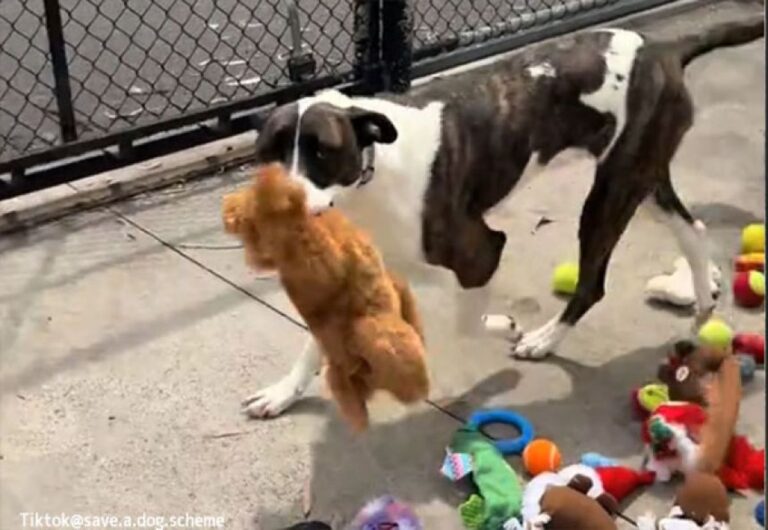 保護施設のメリークリスマス！犬たちが１つずつ、欲しいおもちゃを選んでいく感動の瞬間