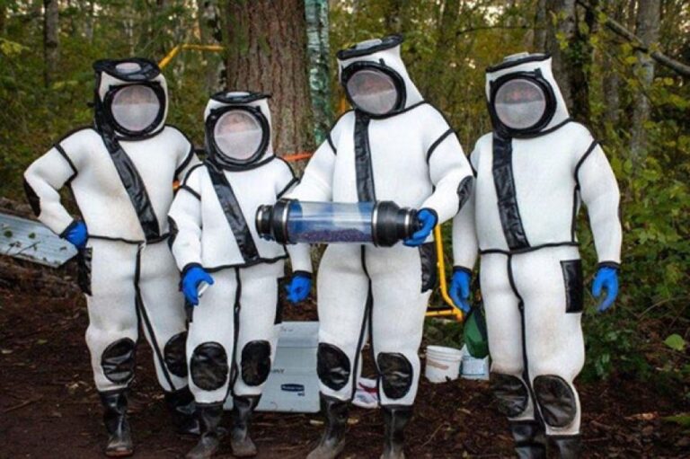 アメリカを脅かした侵略的外来種「オオスズメバチ」の根絶作戦が成功