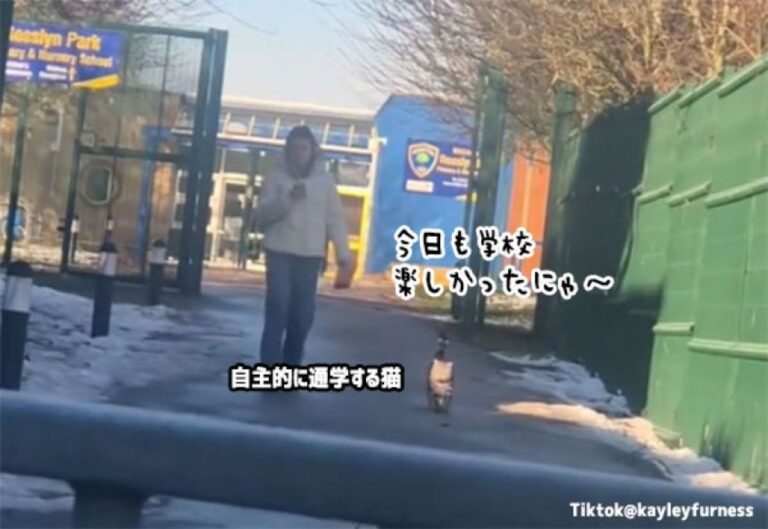 子供が卒業して4年たつのに、学校から「迎えに来て欲しい」と電話、猫が自主通学していた件